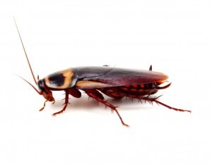 Cockroach Control Umberleigh