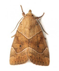Moth Control Cullompton