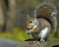 Squirrel Control Devon