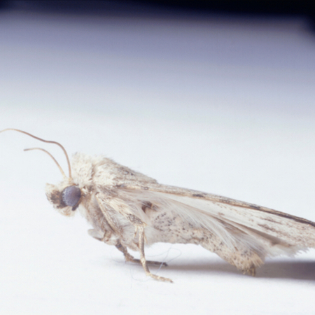 carpet Moth control Sidmouth