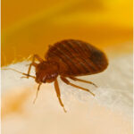 bed bug control Sidmouth