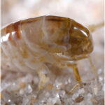 flea control Teignmouth