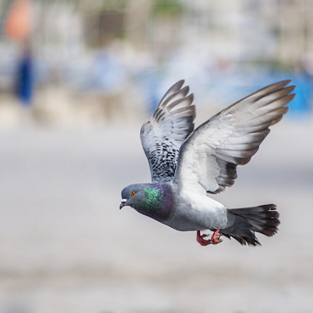 pigeon Control Teignmouth