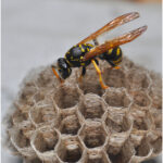 Wasp nest removal Teignmouth