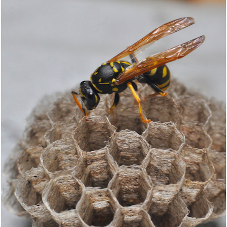 Wasp nest removal Devon